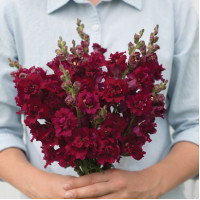 Левиний зев - Madame Butterfly Red, 500 шт, Syngenta 