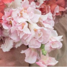 Левиний зев - Madame Butterfly Pink, 1000 шт, Syngenta 