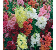 Серія "Madame Butterfly" (Syngenta)