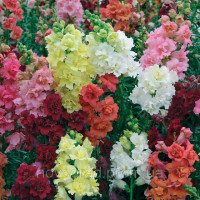 Левовий зів - Madame Butterfly Mix, 25 шт, Syngenta 