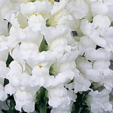 Львиный зев - MONACO F1 WHITE Group 2,3