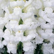 Львиный зев - MONACO F1 WHITE Group 2,3
