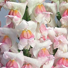 Левиний зев POTOMAC® F1 APPLEBLOSSOM 3,4, 500 шт, PanAmerican