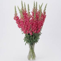Левиний зев POTOMAC® F1 CHERRY ROSE 3,4, 500 шт, PanAmerican