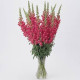 Левиний зев POTOMAC® F1 CHERRY ROSE 3,4, 100 шт, PanAmerican