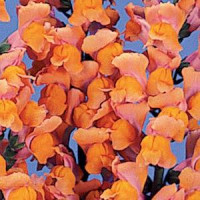 Левовий зів - POTOMAC® F1 DARK ORANGE Group 3,4, 100 шт, PanAmerican