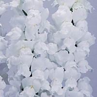 Левиний зев POTOMAC® F1 White 3,4, 100 шт, PanAmerican