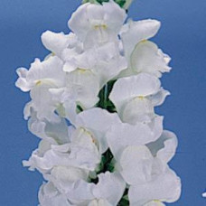 Левиний зев - POTOMAC® F1 EARLY WHITE Gr 3,4, 1000 шт, PanAmerican
