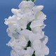 Левиний зев - POTOMAC® F1 EARLY WHITE Gr 3,4, 500 шт, PanAmerican