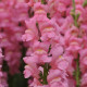 Левовий зів - POTOMAC® F1 EARLY PINK Gr 3,4, 500 шт, PanAmerican