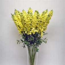 Левовий зів - POTOMAC® F1 EARLY YELLOW Group 3.4, 1000 шт, PanAmerican