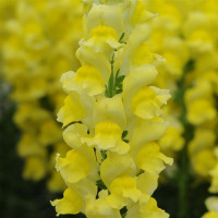 Левовий зів - POTOMAC® F1 EARLY YELLOW Group 3.4, 100 шт, PanAmerican