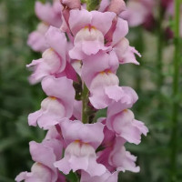 Левовий зів  POTOMAC® F1 LAVENDER, 100 шт, PanAmerican 