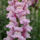 Левовий зів  POTOMAC® F1 LAVENDER, 500 шт, PanAmerican