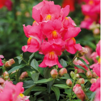 Левовий зів Snappy rose, 100 шт, Hem Genetics