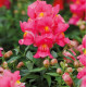Левовий зів Snappy rose, 500 шт, Hem Genetics