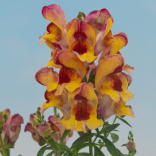 Левовий зів Snappy red flame, 100 шт, Hem Genetics
