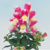 Левовий зів Snappy rose & white, 500 шт, Hem Genetics