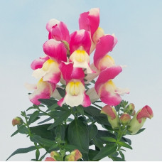 Левовий зів Snappy rose & white, 100 шт, Hem Genetics