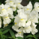 Левовий зів Snappy white, 1000 шт, Hem Genetics