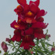 Левовий зів Snappy Red, 1000 шт, Hem Genetics