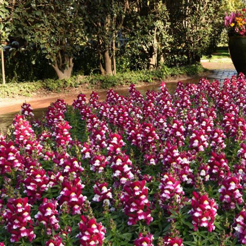 Левовий зів - SNAPSHOT F1 BURGUNDY BICOLOR, 1000 шт, PanAmerican