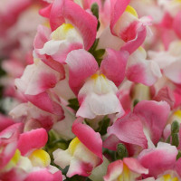 Левовий зів - SNAPSHOT F1 CORAL BICOLOR, 125 шт, PanAmerican 