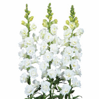 Левовий зів Snapstar White 250 шт, Sakata