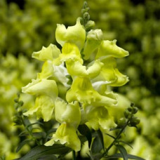 Левовий зів - Snaptini  Yellow, 50 шт, Syngenta 