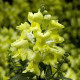 Левовий зів - Snaptini  Yellow, 50 шт, Syngenta
