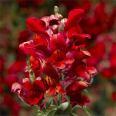 Левовий зів - Snaptini  Scarlet, 50 шт, Syngenta 