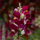 Левовий зів - Snaptini  Burgundy Bicolor, 500 шт, Syngenta