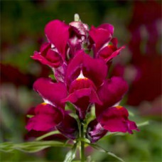Левовий зів - Snaptini  Violet, 50 шт, Syngenta 