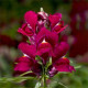 Левовий зів - Snaptini  Violet, 50 шт, Syngenta