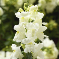 Левовий зів - Snaptini  White, 50 шт, Syngenta 