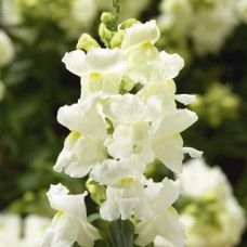 Левовий зів - Snaptini  White, 500 шт, Syngenta 