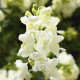 Левовий зів - Snaptini  White, 250 шт, Syngenta