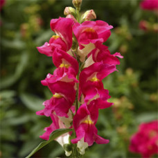 Левовий зів - Snaptini  Rose Bicolor, 500 шт, Syngenta 