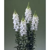 Левовий зів Legend F1 White, 100 шт, Takii 