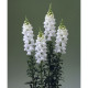Левовий зів Legend F1 White, 500 шт, Takii