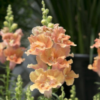 Левовий зів Twinny peach, 100 шт, Hem Genetics