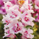 Левовий зів Twinny Orchid, 100 шт, Hem Genetics