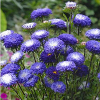 Айстра на зріз Matsumoto: Blue tipped White, 100 шт, Sakata