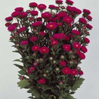 Айстра на зріз Matsumoto: Rose, 100 шт, Sakata