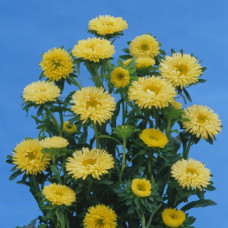 Айстра на зріз Matsumoto: Yellow, 25 шт, Sakata