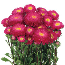 Айстра на зріз Azumi XL Rose, 10 шт, Sakata