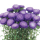 Айстра на зріз Azumi XL Blue, 10 шт, Sakata