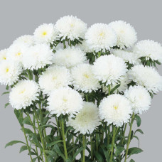 Айстра на зріз Azumi XL White, 10 шт, Sakata