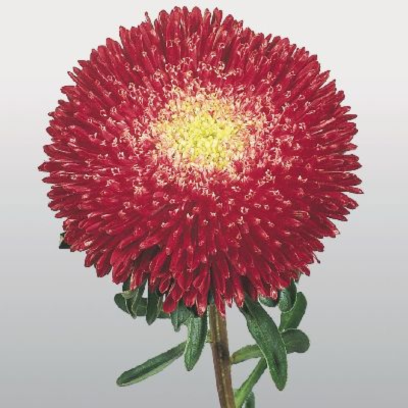 Айстра Benarys Princess: Bright Red, 100 шт, Benary