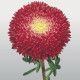 Айстра Benarys Princess: Bright Red, 100 шт, Benary